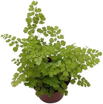 Live Maidenhair Fern Indoor Plant, 4 inch Pot, Delicate Green Foliage - Image 2