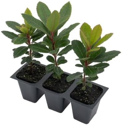 3 Arbutus Unedo Live Strawberry Tree Plants – Sweet Resilient Beauty, Thriving in 2.5" Nursery Cubes - Image 6
