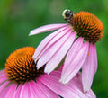 6 Purple Coneflower (Echinacea purpurea) Outdoor Native Plant Plugs in Individual pots, Direct from Grower, no neonicotinoids, Supports pollinators by MyHomePark