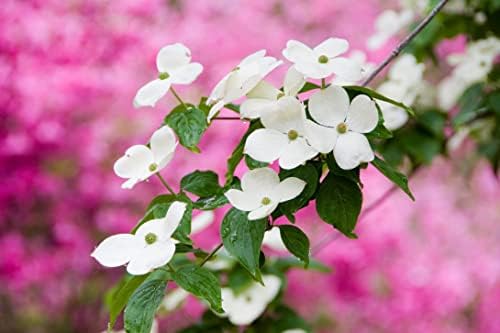 White Dogwood Tree Live Plant 3-4 Ft Tall – Cornus Florida – Huge 4 Inch White Blooms – Outdoor Ornamental Flowering Tree for Yard, Landscaping & Garden – Hardy Deciduous Dogwood - Image 4