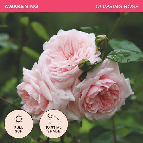 Heirloom Climbing Roses, Live Own Root Plant, Awakening™ - Image 4