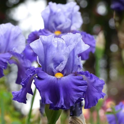 Eden Brothers Bearded Iris (Fall-Planted) Chicago Wins It - Non-GMO Bulbs for Planting, 3 Bulbs - Image 2