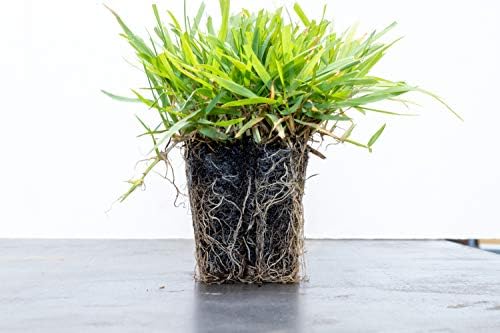 Zoysia Plugs - 50 Full & Lush Grass Plugs | Mature Roots | Individually Grown - Image 4