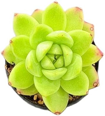 Sprout N Green Echeveria 'Blushing Dawn’, Live Succulent Plant by SproutNGreen