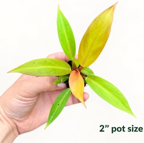 Philodendron Prince of Orange Live Plant in 2" Pot - Image 2