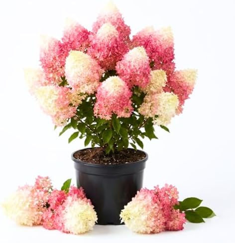 Pink White Hydrangea Plant Live, Garden Shrub, 7-12" Tall, in Pot by PlantsSeedsBulbs