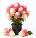 Pink White Hydrangea Plant Live, Garden Shrub, 7-12" Tall, in Pot by PlantsSeedsBulbs