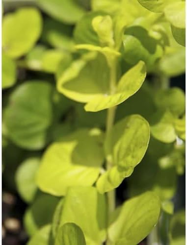 Lysimachia Goldilocks – Creeping Jenny Golden Foliage - Pack of 2 Live Starter Plants (4-6 Inches Tall) – Fast-Spreading Groundcover, Container-Friendly Accent, Easy Grow & Low-Maintenance Plant - Image 3
