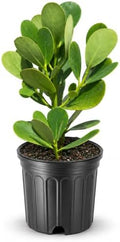 Clusia Guttifera Small Leaf | 1 Extra Large 3 Gallon Plant | Clusia guttifera | Privacy Hedge Plants | Evergreen Shrub for Tropical Landscaping by FloridaFoliage