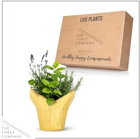 Herb Combo - Sleep Aid, Lavender, Rosemary & Lemon Balm, Aromatic Plant Collection in Deco Cover, 12" Tall by 6" Wide in 1.25 Qt Pot - Image 4