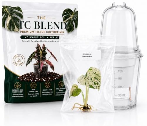 Monstera bolbasore, Complete Tissue Culture Kit – Rare Live Monstera Plant Starter, Indoor Houseplant by Unknown