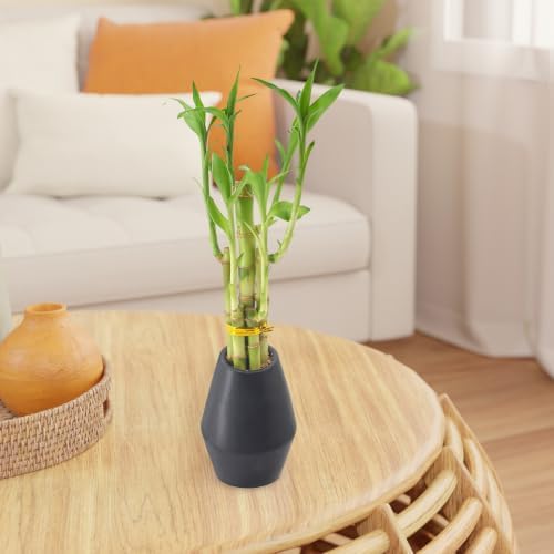 Arcadia Garden Products 5-Stem Lucky Bamboo, Live Indoor Plant in Dimension II Ceramic Planter for Home, Work, or Gift, Black ***Cannot Ship to Hawaii*** - Image 6