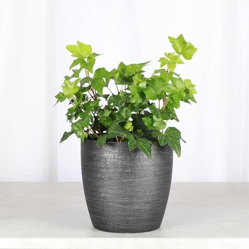 Live Hahn's Green Ivy Plant, Vining Indoor Plant, 4" Pot - Image 2