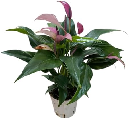 Anthurium (12"-14" Tall) Unique and Gorgeous Live Indoor Plant, Easy Care and Easy to Grow, Bloom Plant, 4 inch Pot (Zizou Purple) - Image 5