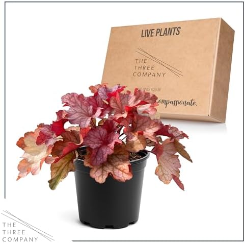 Heuchera (Coral Bells) - Shades of Red, Live Shade Perennial, 10" Tall by 6" Wide in 2 Qt Pot - Image 5