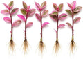 Tradescantia Live Plant Cuttings, Wandering Jew Cuttings, 5 Pink Lady by CZGrain