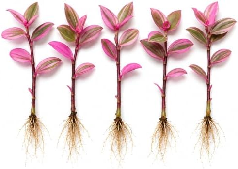 Tradescantia Live Plant Cuttings, Wandering Jew Cuttings, 5 Pink Lady by CZGrain