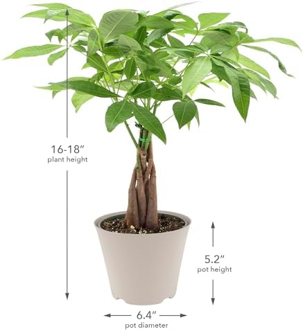 LV64 Live Braided 6-inch Money Tree Pachira Aquatica Indoor Houseplant in Arcadia Garden Product's Branded Plastic Pot, Tropical Plant Collector Gift for Home and Garden Decor, Tan - Image 7