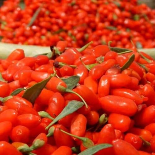 Live Goji Berry Plant, 4-8 Inches Tall, Goji Berry Plant Live - Image 7