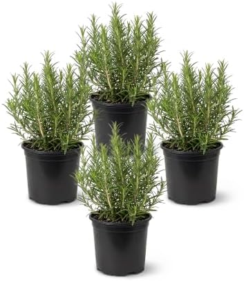 Herb - Rosemary (4 Pack), Live Edible Culinary Herb, Aromatic, Savory by TheThreeCompany