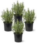 Herb - Rosemary (4 Pack), Live Edible Culinary Herb, Aromatic, Savory by TheThreeCompany