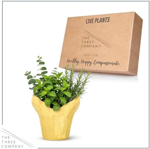 Herb Combo - Breathe Better, Eucalyptus, Mint & Rosemary, Aromatic Plant Collection in Deco Cover, 12" Tall by 6" Wide in 1.25 Qt Pot - Image 4