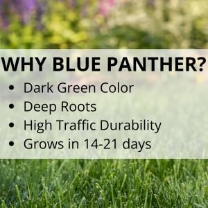 Jonathan Green Blue Panther Bermudagrass Grass Seed - 1 lb - Image 4