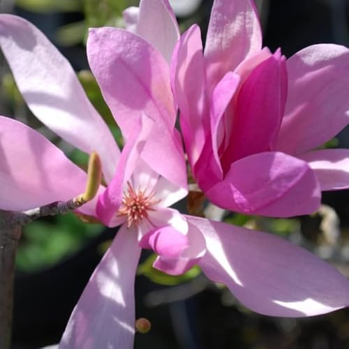 Ann Magnolia Live Plant, Fragrant Bloom Tree, 12-18 Inch Tall, Gallon Pot - Image 3