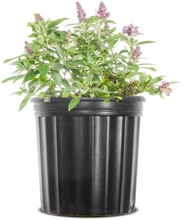 Perfect Plants Li'l Lavender Butterfly Bush, 1 Gallon, Live Plant by PerfectPlantsNursery
