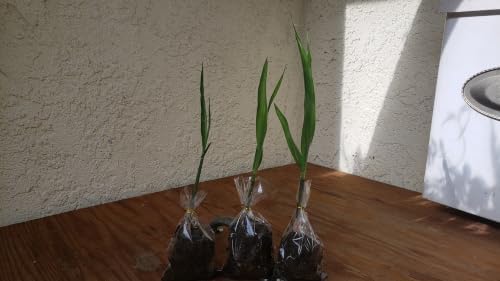 Live Sugarcane Plant Seedlings, Very Sweet Variety, 3 Pack, 5-7 Inches - Image 4