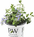 Nepeta 'Cat's Pajamas', Proven Winners, flowering plant, Cnt Sz: 4.5" by WinterGreenhouse