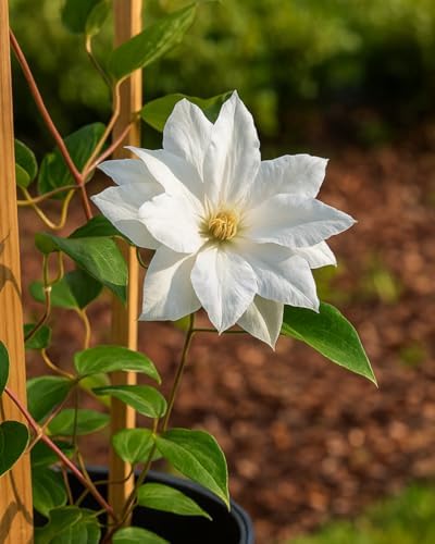 Perennial Farm Clematis 'Duchess of Edinburgh' Hybrid – Live Clematis Vine in 4 Quart Container, Elegant Double White Blooms, Long Blooming, Ideal for Trellises, Arbors & Classic Garden Displays - Image 4