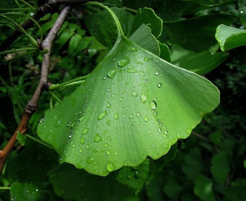 10 Ginkgo Biloba Tree Seeds for Planting, Maidenhair Tree Seeds, Heirloom Non-GMO Outdoor Garden Seeds, Easy to Grow, Full Sun to Partial Shade - Image 3