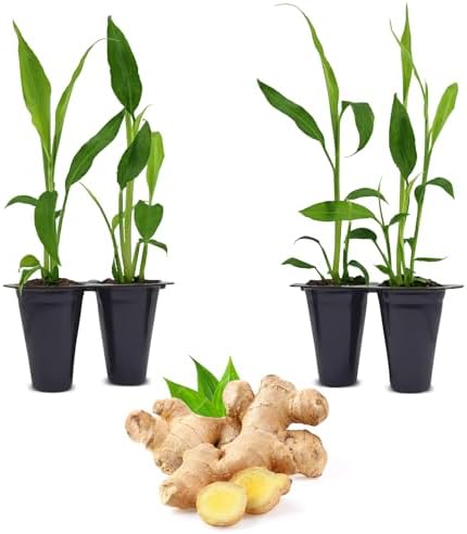 Ginger Root Plant (4 Pack) | Live Edible Plant for Planting | Grow Your Own Fresh Ginger at Home | Spicy & Aromatic Rhizome for Cooking & Tea | Easy to Grow Perennial for Organic Gardens by FamPlants