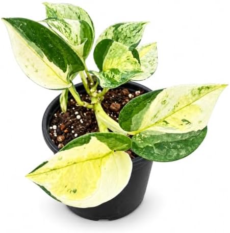 Epipremnum Global Japan Live Plant - Rare Variegated Pothos by NYCitySucculents