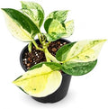 Epipremnum Global Japan Live Plant - Rare Variegated Pothos by NYCitySucculents