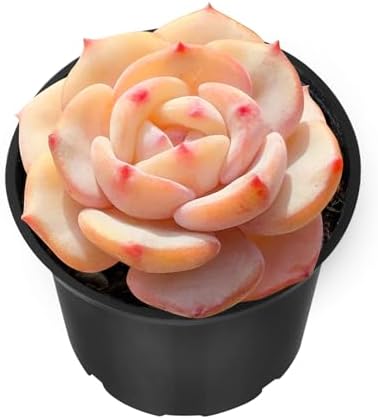 Sprout N Green Echeveria 'Mont Blanc' Live Mini Succulent Plant by SproutNGreen