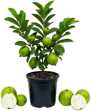 White Guava Tree Live, Guava Plant, 8-10 Inch Tall by Unknown