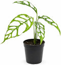 Monstera Obliqua Peru Live Plant, Rare Fully Rooted Tropical Houseplant by NYCitySucculents