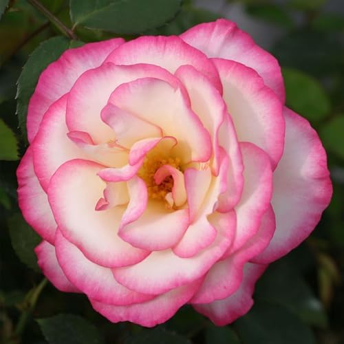 Heirloom Climbing Roses, Live Own Root Plant, Handel by HeirloomRoses