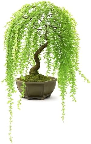 Dwarf Weeping Willow Bonsai Tree Cutting – Live Weeping Willow Cutting for Growing Your Own Cascading Willow Bonsai Tree – Fast-Growing, Hardy, Easy to Grow by CZGrain