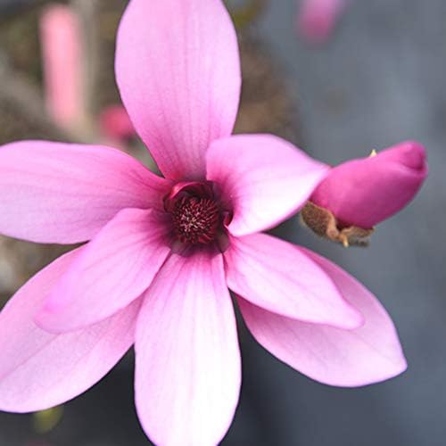 Perfect Plants Ann Magnolia Tree, 3 Gallon, Live Plant - Image 2