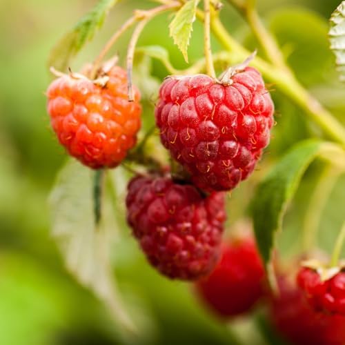 2 Red Raspberry Live Plants, Berry Bush Plant, 4-6 Inch Tall, 4 Inch Pot - Image 7