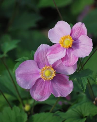 Perennial Farm Anemone Tomentosa 'Robustissima' – Live Windflower Perennial in #1 Container, Soft Pink Blooms, Vigorous & Hardy, Long Blooming, Deer Resistant, Ideal for Borders & Late Summer Color - Image 2