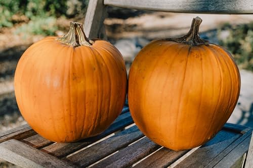 Organic New England Pie Pumpkin Seeds: 20 Count - Image 3