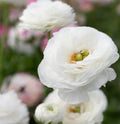 Mixed Peony Ranunculus Bulbs- Persian Buttercup -10 Corms Bulbs Flowering Blooms Perennial Bulbous Root Garden Plant (White) by seedsofstrength