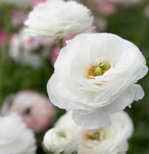 Mixed Peony Ranunculus Bulbs- Persian Buttercup -10 Corms Bulbs Flowering Blooms Perennial Bulbous Root Garden Plant (White) by seedsofstrength