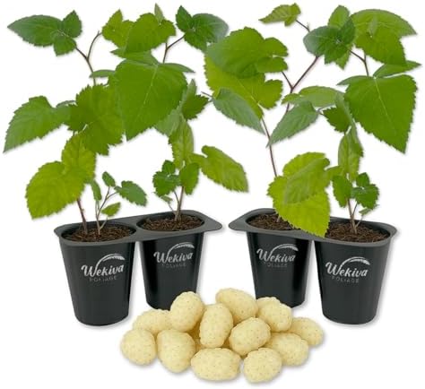 Snowbank BlackBerry Plant - 4 Live Starter Plants - Rubus - Edible Fruit Bearing Bush for Patio and Garden by WekivaFoliage