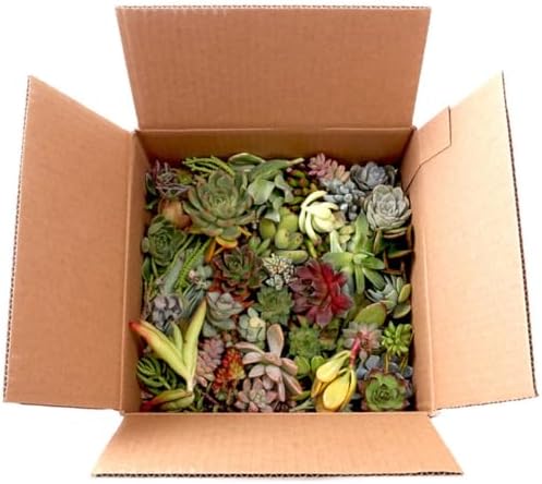 Mountain Crest Gardens Succulent Cuttings Pack - 50 Unrooted Plants, 2–3 Inches Long – Assorted Live Clippings for DIY Arrangements, Crafts, and Living Décor - Image 2