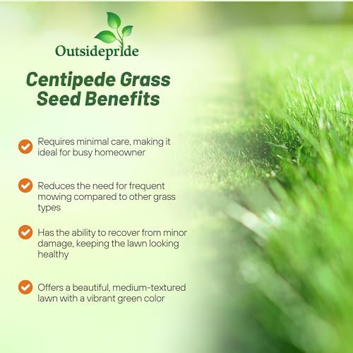 Outsidepride Centipede Grass Seed - 1 Lb Slow Growing, Shade & Drought Tolerant, Coarse Leaved Warm Season General Purpose Turf Grass Seed, Ideal Versatile & Low Maintenance Lawn Solution - Image 3